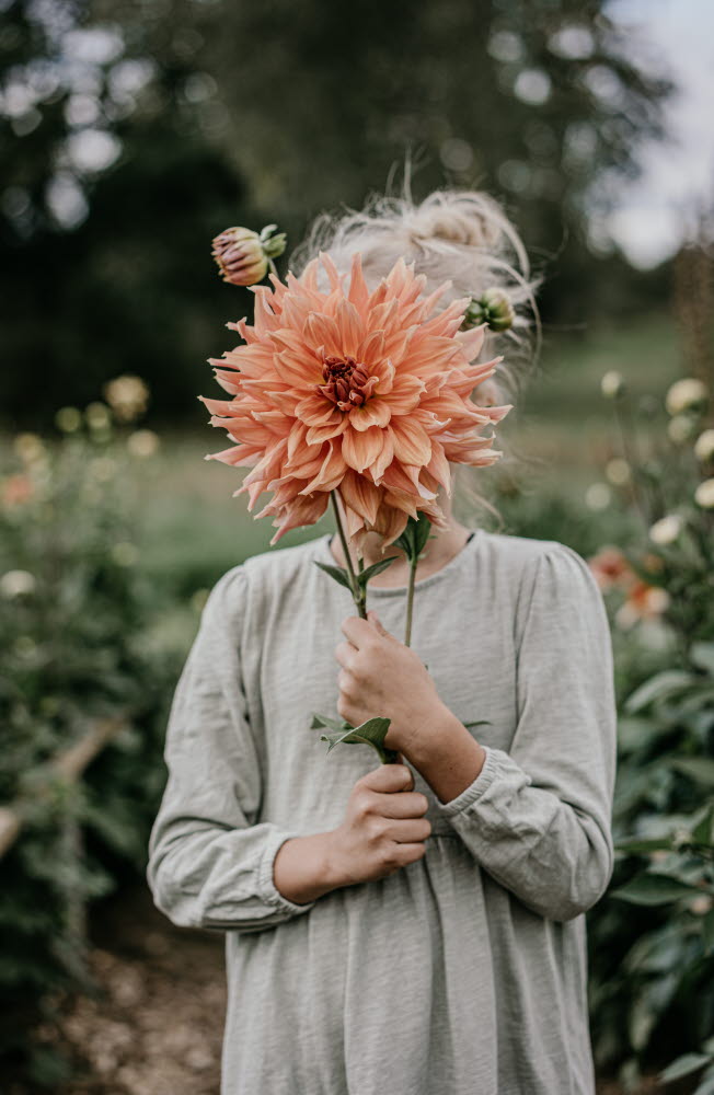 Fridas Blomster, Brämhult