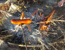 Photo of an outdoor bbq.