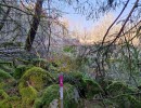 Hitta ut , skogen, skogspromenad, 