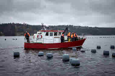 Musselbaren, Ljungskile